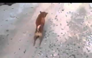 A dog pretend walk on two legs - Funny animal clips