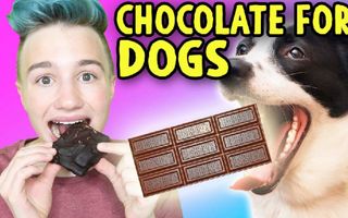 DIY CHOCOLATE BAR FOR DOGS ! And People, I Guess