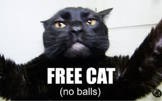 Talking Kitty - Free cat, no balls.