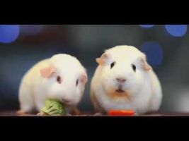 Hello darkness my old friend "version two guinea pigs"