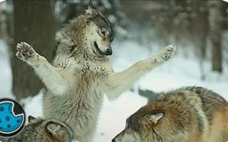 Dancing Wolf