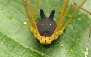 Real Monstrosities: Bunny Harvestman