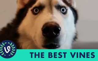 NEW The Best Vines of February 2015 | Part 2 Vine Compilation