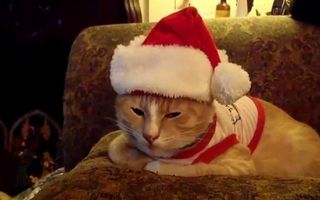 Christmas Cat in the Hat