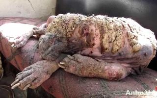 Awe-inspiring recovery of a dog turning to stone from mange