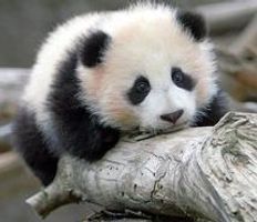 animals, cute, panda, pandas, san diego, zhen zhen - image #2570 on Favim.com