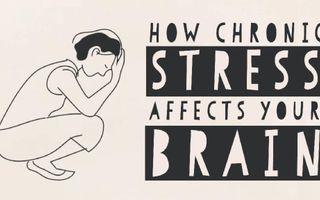 How stress affects your brain - Madhumita Murgia