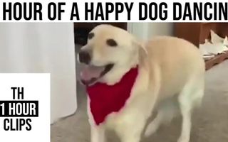 1 Hour of a Happy Dog Dancing