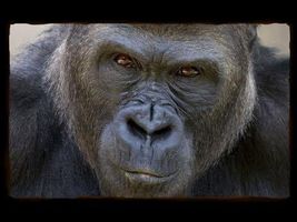 Taunted Gorilla Shows Kids Who's Boss