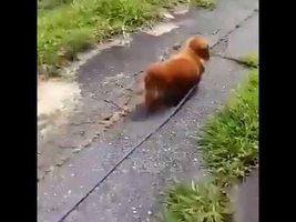 Dog‬ owner pretends to suddenly collapse and records the dog's reaction