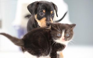 Kittens Meet Puppies For The First Time