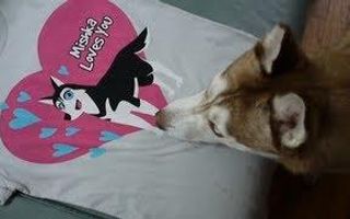 JEALOUS LAIKA! Laika wants a T-Shirt too!!