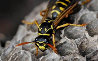 Wasp Control Adelaide - Bee, Wasp, & Nest Removal Services