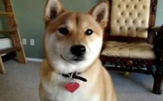 Yuki The Talking Shiba Inu