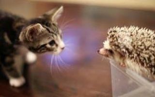 KITTEN MEETS HEDGEHOG