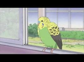 Nichijou - Parakeet