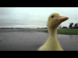 Cute Duck Chases Man