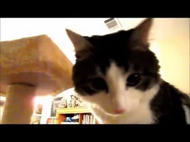 Anakin Two Legged Cat Running and Climbing Cat Tower Anakin Two Legged Cat Running and Climbing Cat Tower