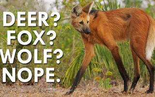 Not a Deer, Wolf or Fox, the Maned Wolf is Fascinating