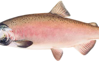 The Salmon of Capistrano The Salmon of Capistrano