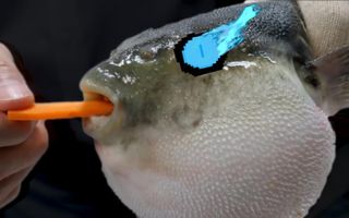 Pufferfish Eats Carrot and Sings Megalovania meme