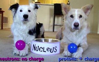 Dogs Teaching Chemistry - The Atom