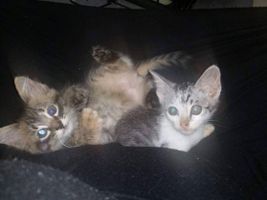 Help Get Umi and Hiro to America! | Pets & Animals - YouCaring