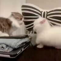 Cute Animal Vines on Twitter: "Cutest fight ever https://t.co/VivfZxpyEY"