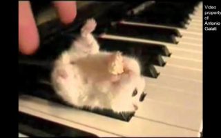 Hamster On A Piano (Eating Popcorn) - Parry Gripp