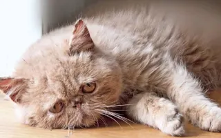 Sad Cat Diary Sad Cat Diary