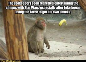 Funny Pictures @ WeirdNutDaily - May The Force Be With The Monkeys