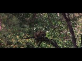 African Animals Getting Drunk From Ripe Marula Fruit