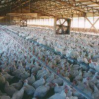 The Chicken Industry | Chickens Used for Food | Factory Farming: Misery for Animals | The Issues | PETA