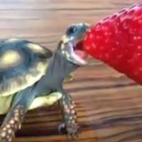 Lucy the Tortoise's Profile - Vine