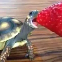 Lucy the Tortoise's Profile - Vine Lucy the Tortoise's Profile - Vine