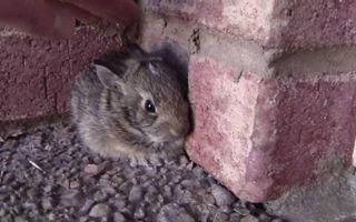 Catching a Baby Screaming Bunny