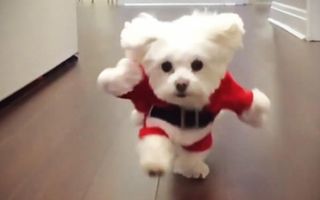 Funniest DOGS IN COSTUMES 2017 [Funny Pets]