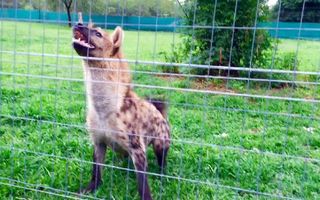 Roxy the hyena "laugh" loudly in front of her meal