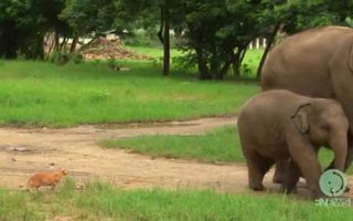 Baby elephant and a cat