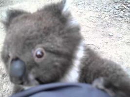 Koala climbs up my leg for a cuddle