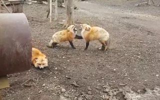 Screaming Foxes