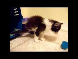 Anakin Our Kitten without Back Legs, Two Legged Cat Anakin Our Kitten without Back Legs, Two Legged Cat