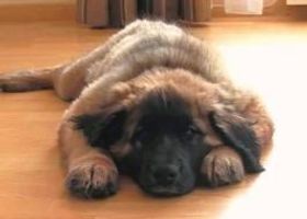 Do you love this picture? Well i think it is adorable. By the way it is a leonberger.