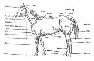 Do you have a horse, or just LOVE horses? Then PLEASE join my Horse Knowledge page. I'll try to help you with all your horsey needs and questions any day. So please Join even if you don't need any horsey help, or have any questions at the moment. (The picture for my page will look like the one used for this question)