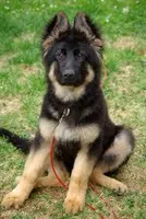 I love dogs so much!!! Well i am going to ask something which i know the answer to but i wanna ask you. What type of dog is the dog that loads of people have this year? By the way last year was small fluffy lhasa apsos and shih tzus. I love dogs so much!!! Well i am going to ask something which i know the answer to but i wanna ask you. What type of dog is the dog that loads of people have this year? By the way last year was small fluffy lhasa apsos and shih tzus.
