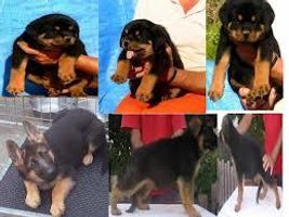 Rottweiler or German Shepherd? I like German shepherds more but what about you?