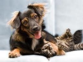 dogs vs cats - Who is the best? I think dogs all the way but what about you?  You can only write one answer.