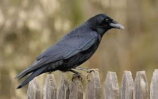 why are crows ugly and black why are crows ugly and black why cant they be blue and friendly and not run away when you go near them and eat bread out of your hand instead of you throwing it in the grass