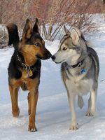 German Shepherd or Siberian Husky? I am so confused, I love both dogs, they are both so pretty! Which one is best?