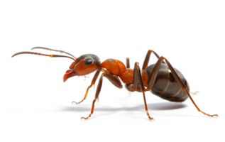 How many ants are there on earth? Just wondering...